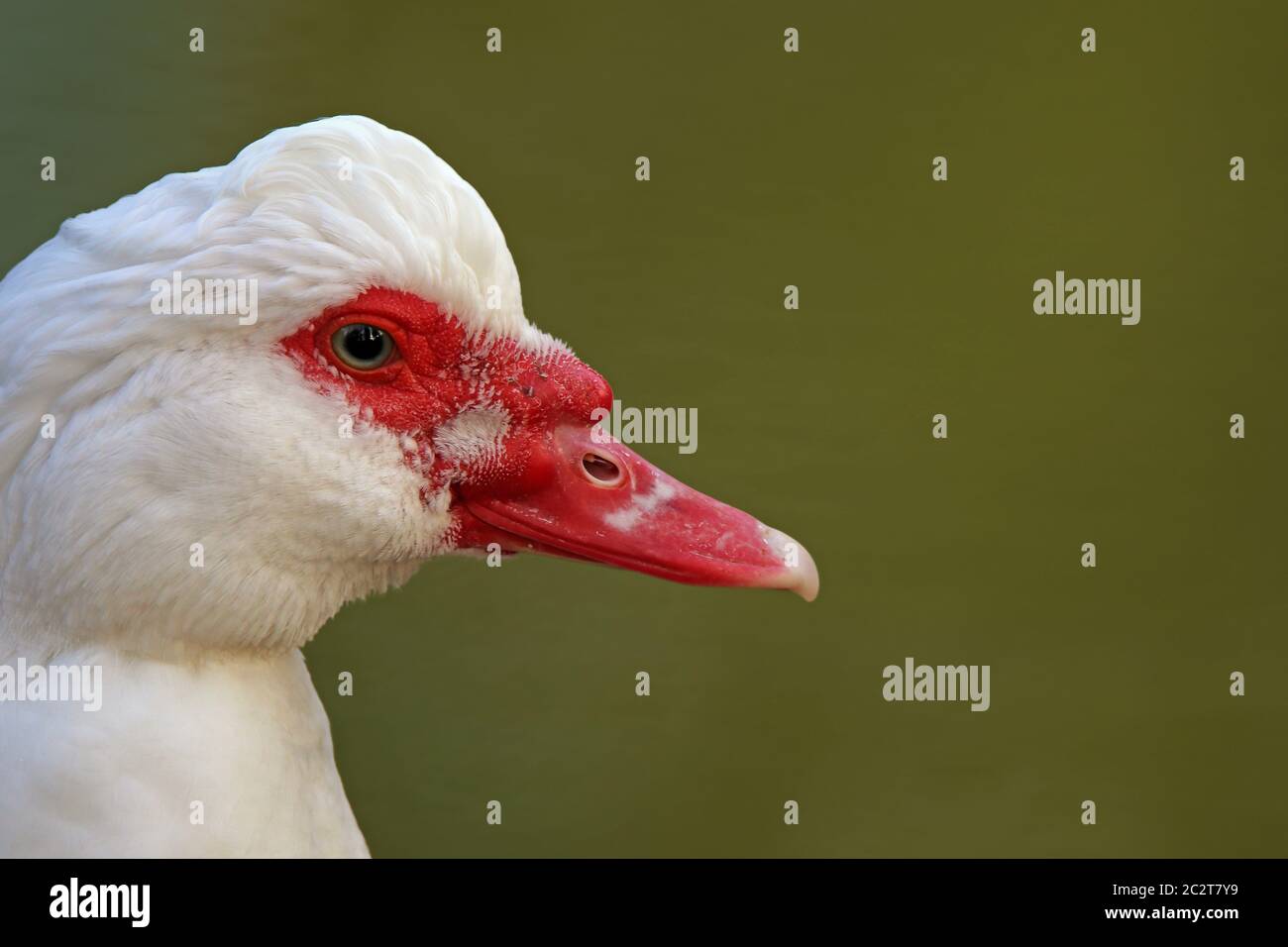 Hauptstudie des erpel der Warzenente Stockfoto