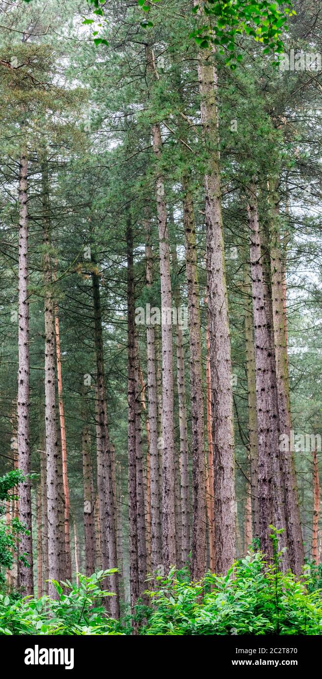 Schotten Pinien (Pinus sylvestris) in einem Waldgebiet, Blidworth Wälder, Nottinghamshire, England, Großbritannien Stockfoto