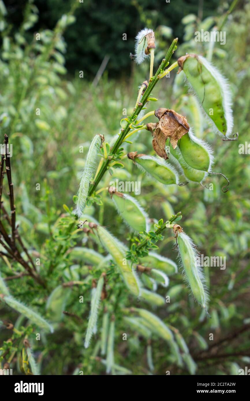 Samenschoten oder Hülsenfrüchte von Cytisus scoparius oder Scotch Besen Stockfoto