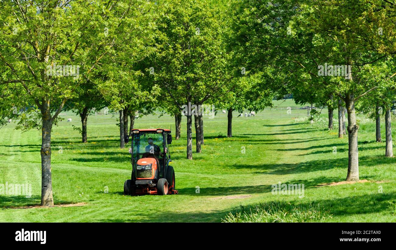 Bodenarbeiter arbeiten (Schneiden, Rasenmähen) Fahren kleiner Traktor (Bodenpflege-Maschinen) - ländliche Bolton Abbey Estate Parkland, Yorkshire, England Großbritannien Stockfoto