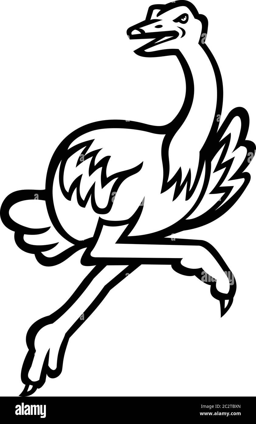 Schwarz-weiße Illustration eines Straußes oder eines gewöhnlichen Straußes, eines großen flugunfreien Vogels aus Afrika, der mit voller Geschwindigkeit von der Seite auf isola aus gesehen läuft Stock Vektor