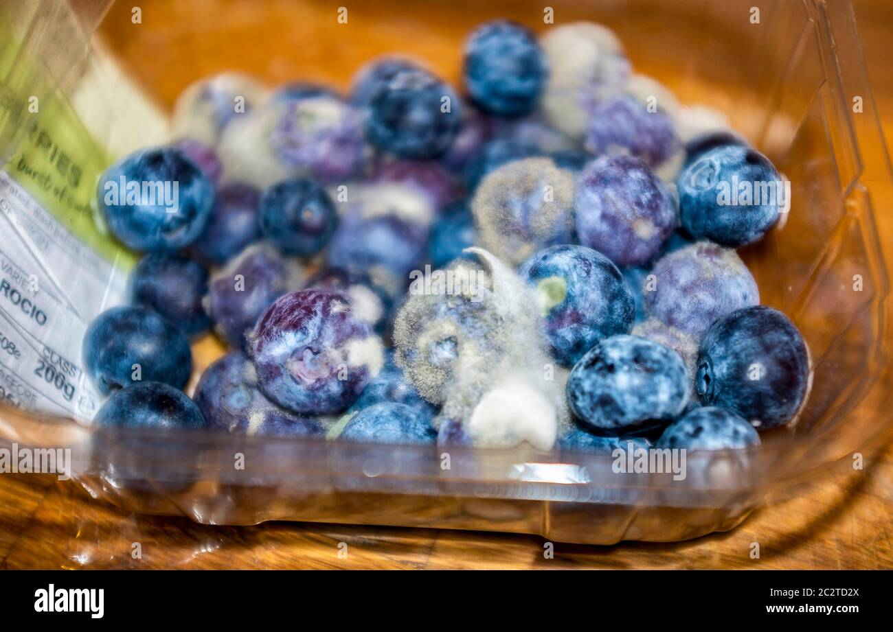 Frische Heidelbeeren, die weit hinter ihrem Verkauf nach Datum gegangen sind und verschimmelt und ungenießbar oder nicht sicher zu essen geworden sind Stockfoto