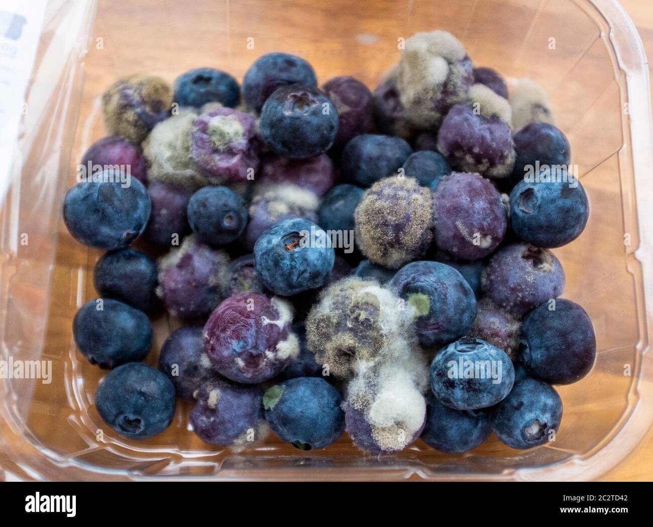 Frische Heidelbeeren, die weit hinter ihrem Verkauf nach Datum gegangen sind und verschimmelt und ungenießbar oder nicht sicher zu essen geworden sind Stockfoto