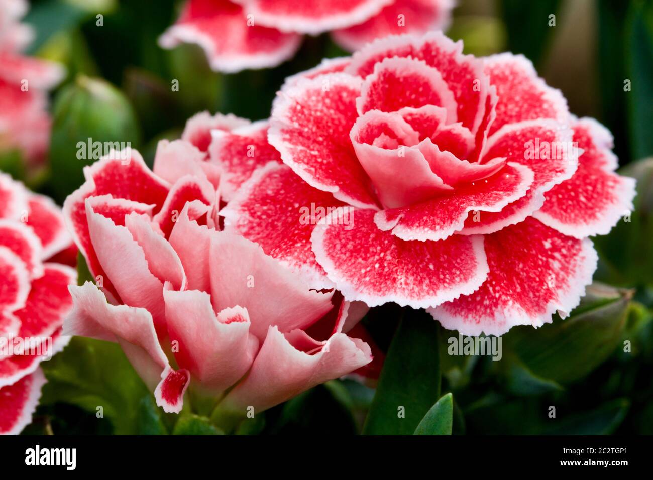 Dianthus caryophyllus ‘Oscar’ Stockfoto