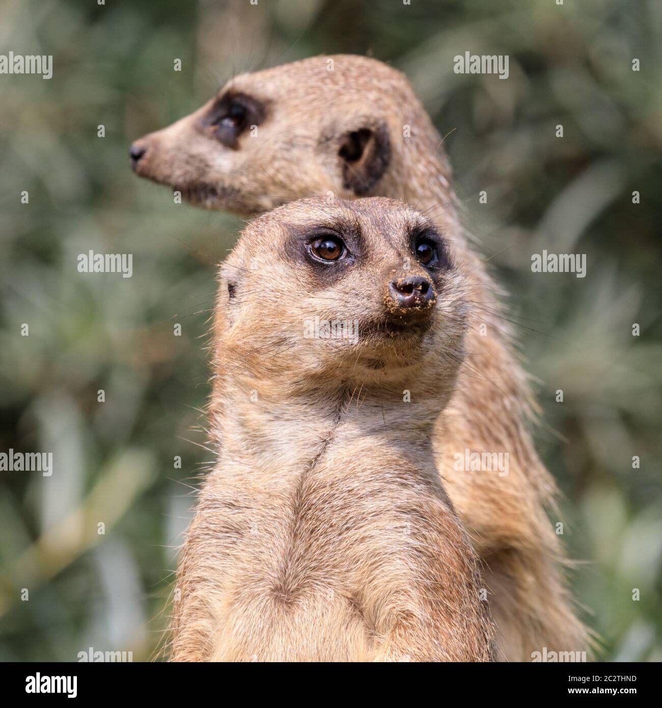 Zwei Erdmännchen (Suricata suricatta) wachen auf, um die Gruppe zu schützen und zu bewachen Stockfoto Zwei Erdmännchen (Suricata suricatta) wachen auf, um die Gruppe zu schützen und zu bewachen Stockfoto