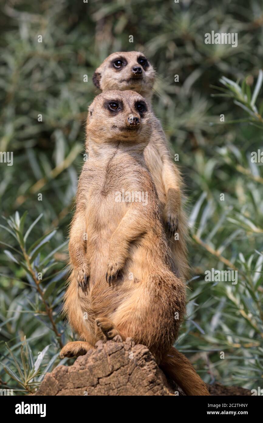 Zwei Erdmännchen (Suricata suricatta) wachen auf, um die Gruppe zu schützen und zu bewachen Stockfoto Zwei Erdmännchen (Suricata suricatta) wachen auf, um die Gruppe zu schützen und zu bewachen Stockfoto