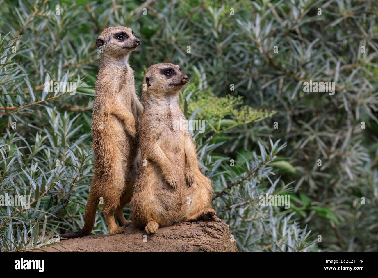 Zwei Erdmännchen (Suricata suricatta) wachen auf, um die Gruppe zu schützen und zu bewachen Stockfoto Zwei Erdmännchen (Suricata suricatta) wachen auf, um die Gruppe zu schützen und zu bewachen Stockfoto