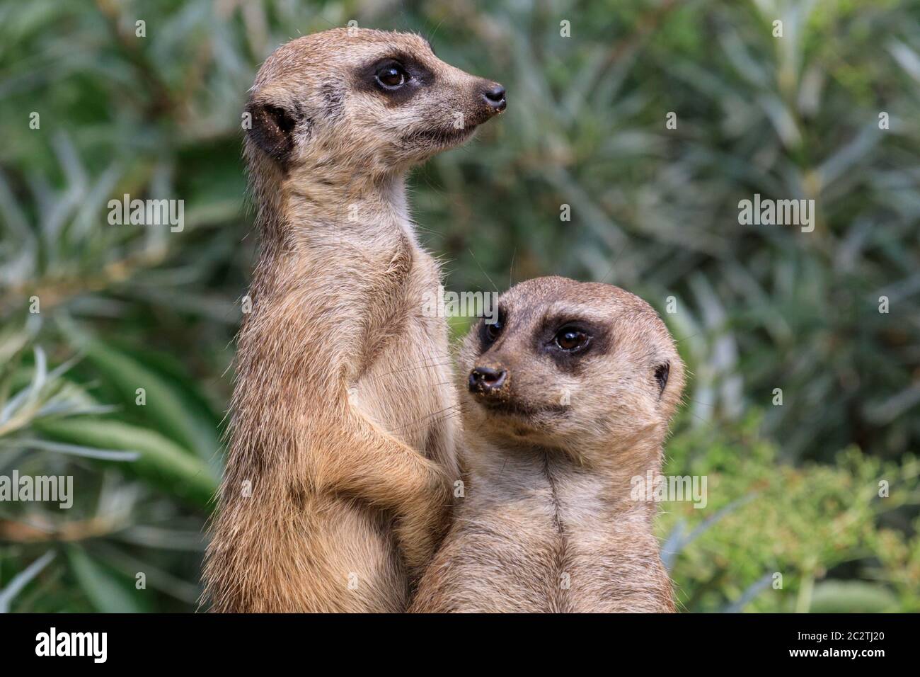 Zwei Erdmännchen (Suricata suricatta) wachen auf, um die Gruppe zu schützen und zu bewachen Stockfoto Zwei Erdmännchen (Suricata suricatta) wachen auf, um die Gruppe zu schützen und zu bewachen Stockfoto