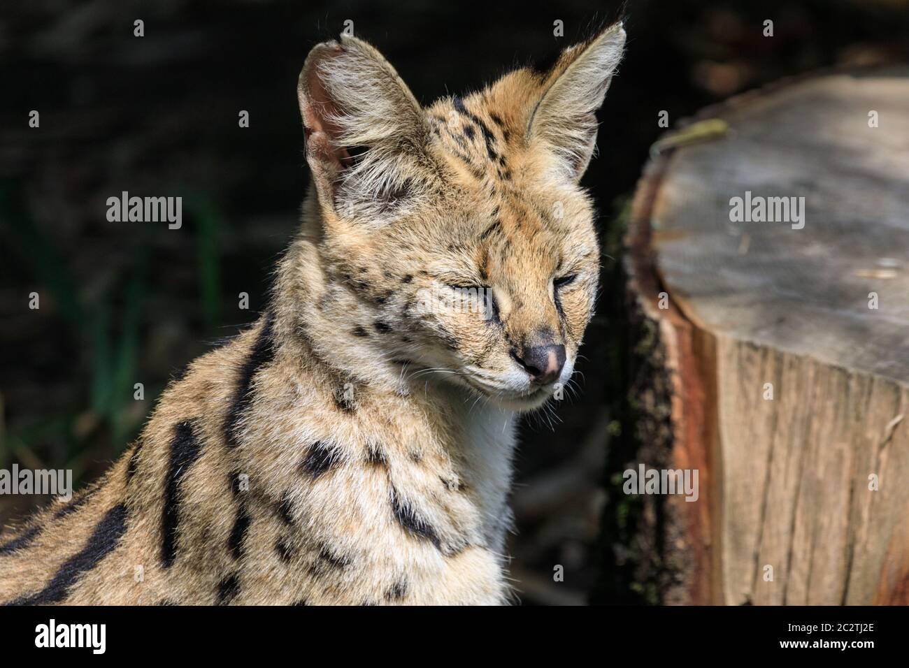 Serval (Leptailurus serval) (felis serval) Wildkatze aus Afrika, Nahaufnahme des Kopfes, gefangen Stockfoto