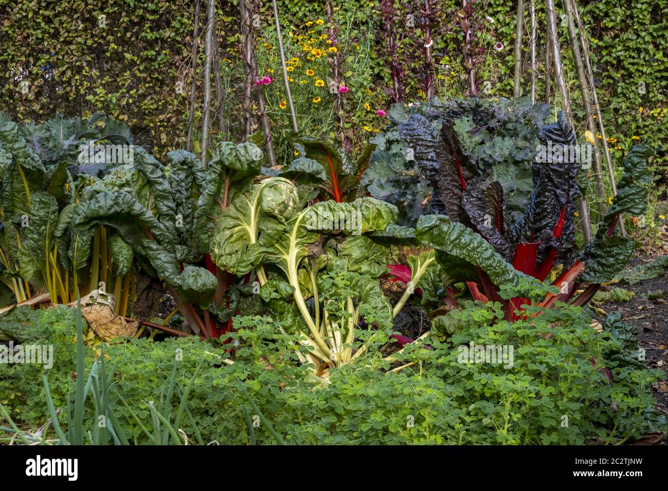 Gemüsegarten herbst Fotos und Bildmaterial in hoher Auflösung Alamy