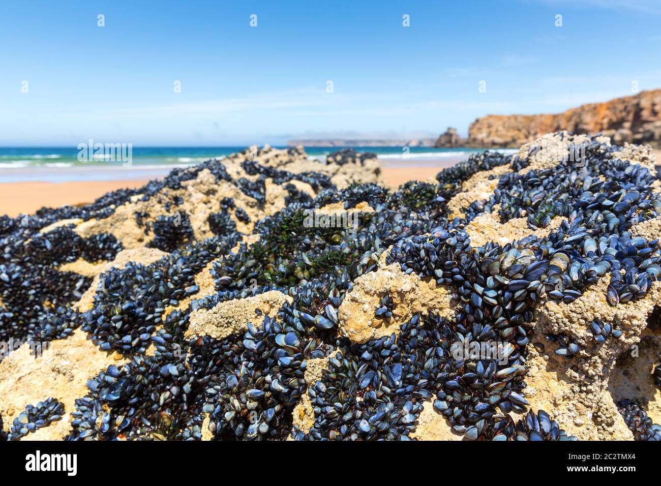 Nahaufnahme von Muscheln auf dem Hügel nahe dem Meer, Portugal Stockfoto