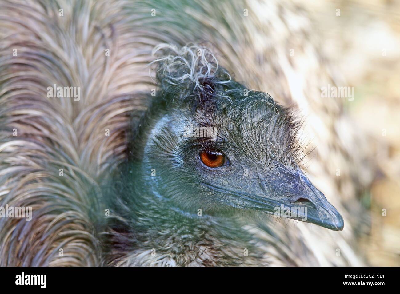 Große Emu Dromaius novaehollandiae Stockfoto