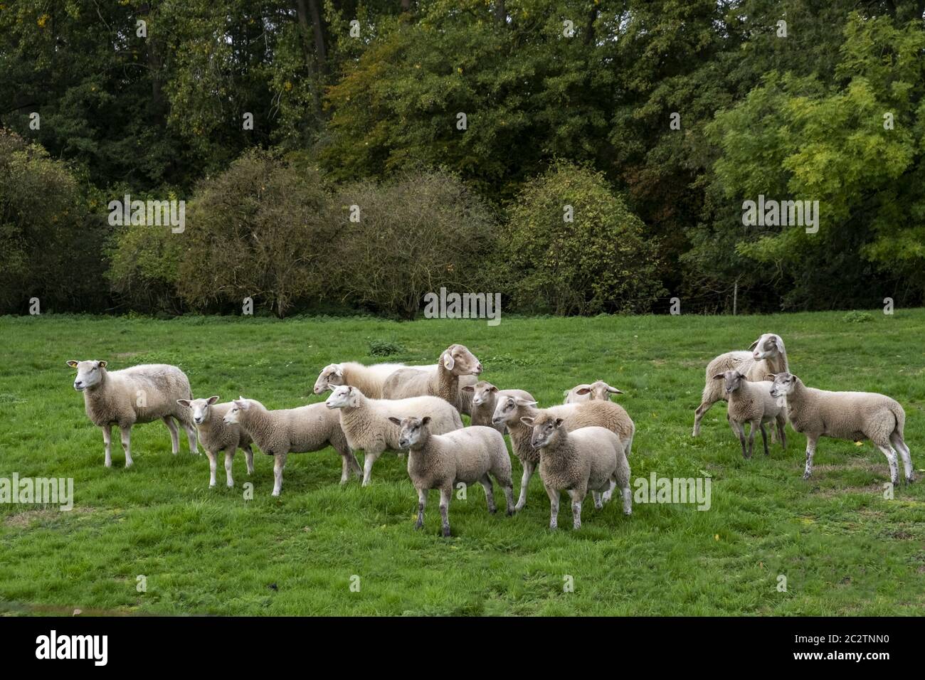 Schafe (Ovis) auf einer Wiese Stockfoto