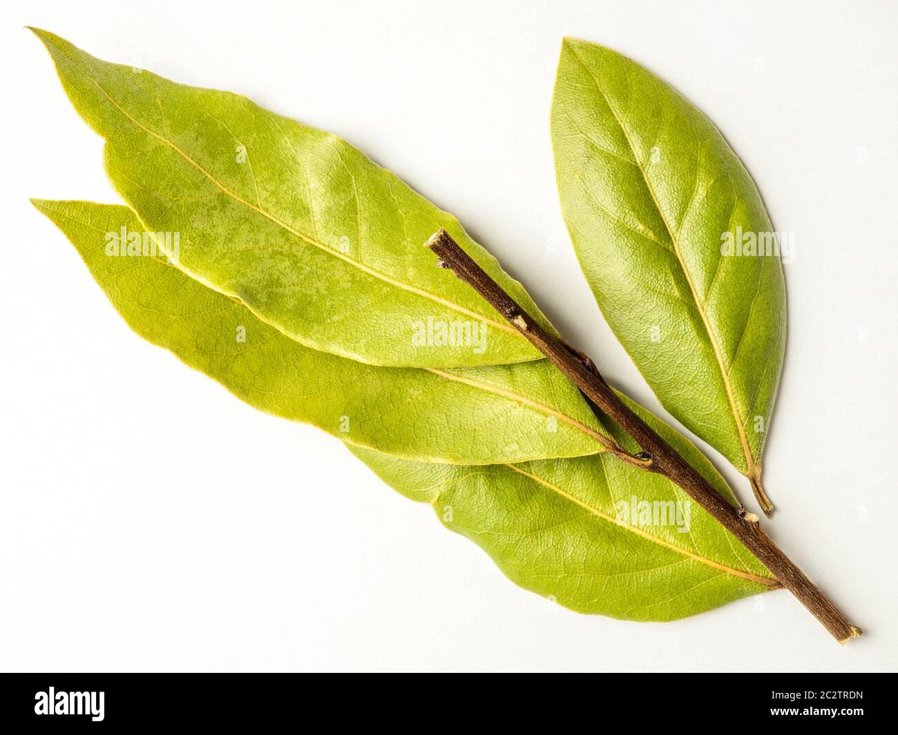 Ein Zweig der abgestorbenen Lorbeerblättern isoliert auf einem weißen Hintergrund Stockfoto