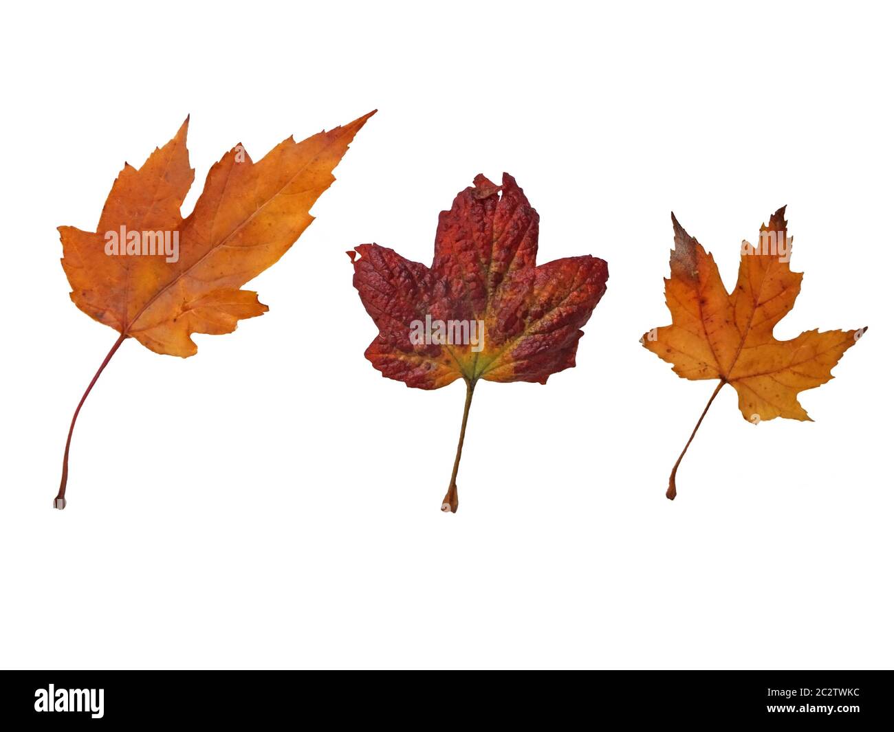 Drei gemischte braune und rote Herbstblätter auf weißem Hintergrund Stockfoto