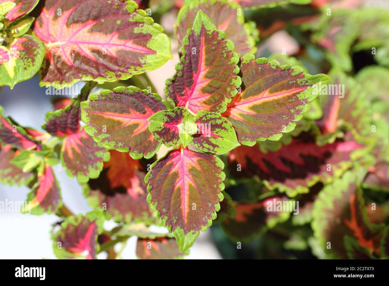 Coleus (Solenostemon scutellarioides) Stockfoto