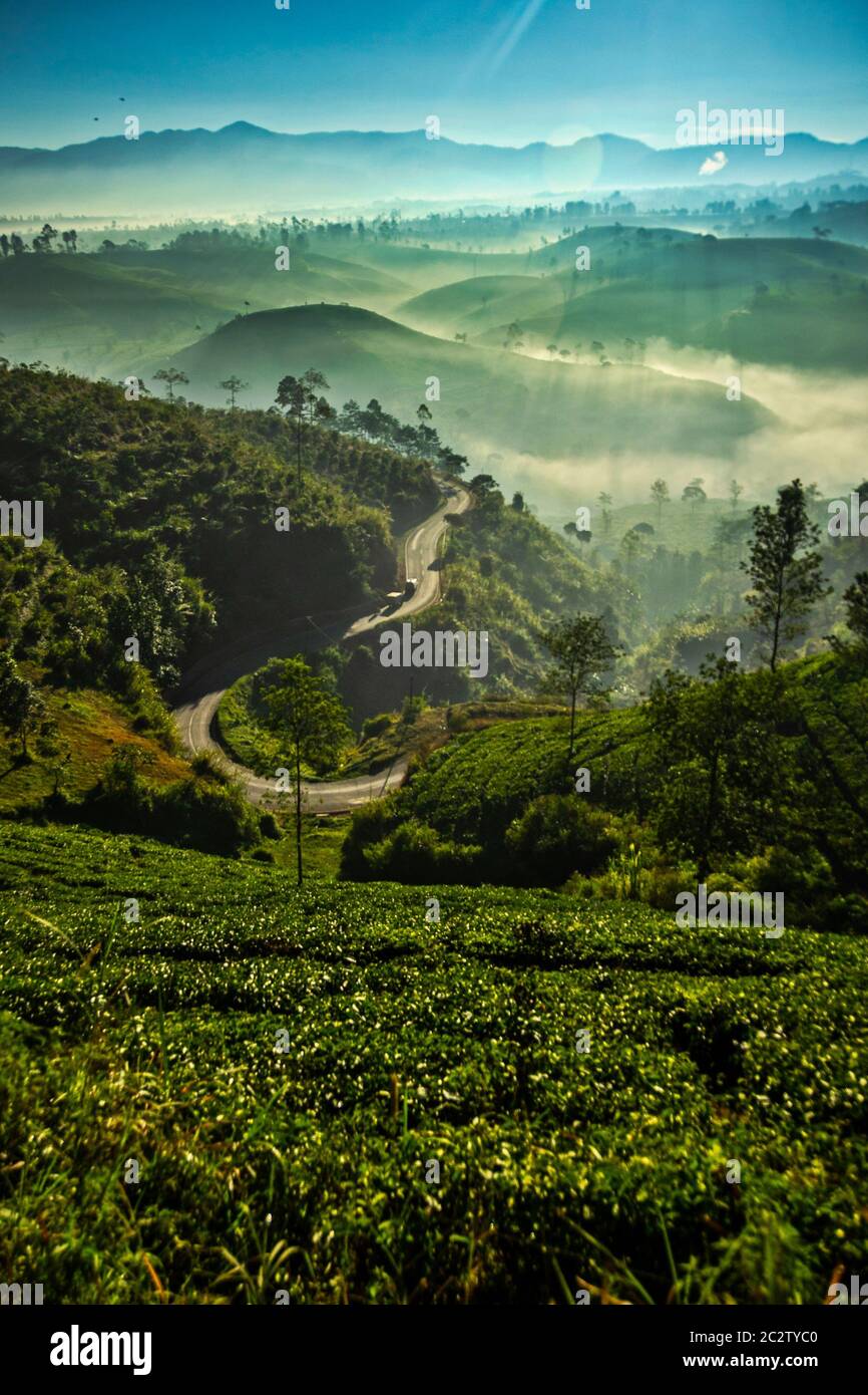 Herrliche Aussicht am Morgen mit frischer Luft in der Teeplantage in Pangalengan, Bandung Stockfoto