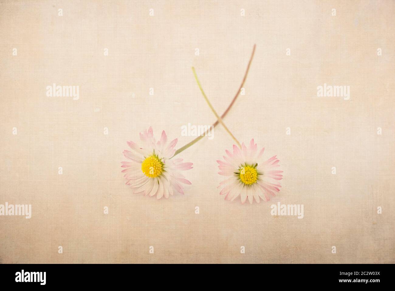 Zwei Bellis perennis Blumen mit strukturiertem Hintergrund Stockfoto