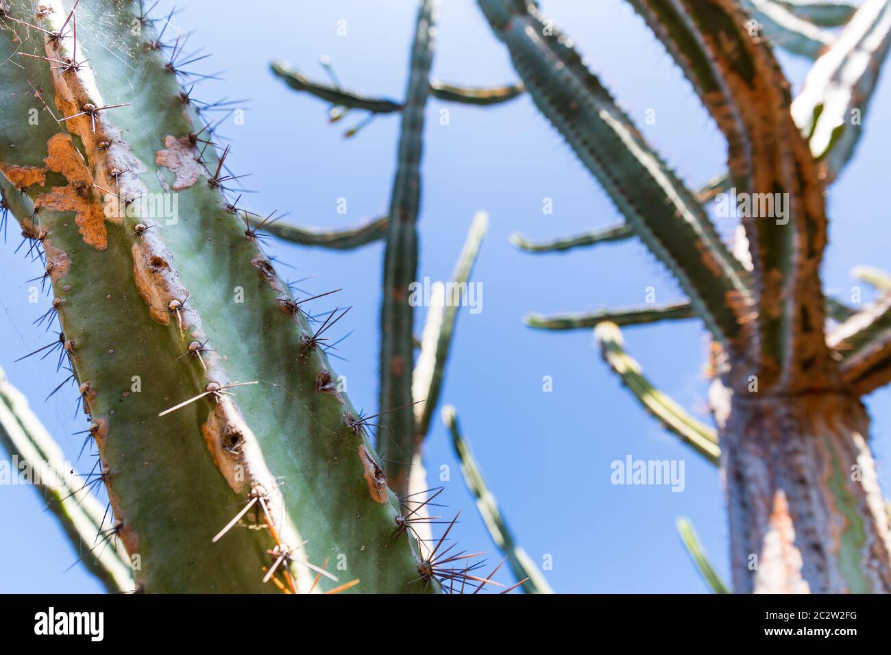 Cactus wild plant portugal -Fotos und -Bildmaterial in hoher Auflsung   Alamy