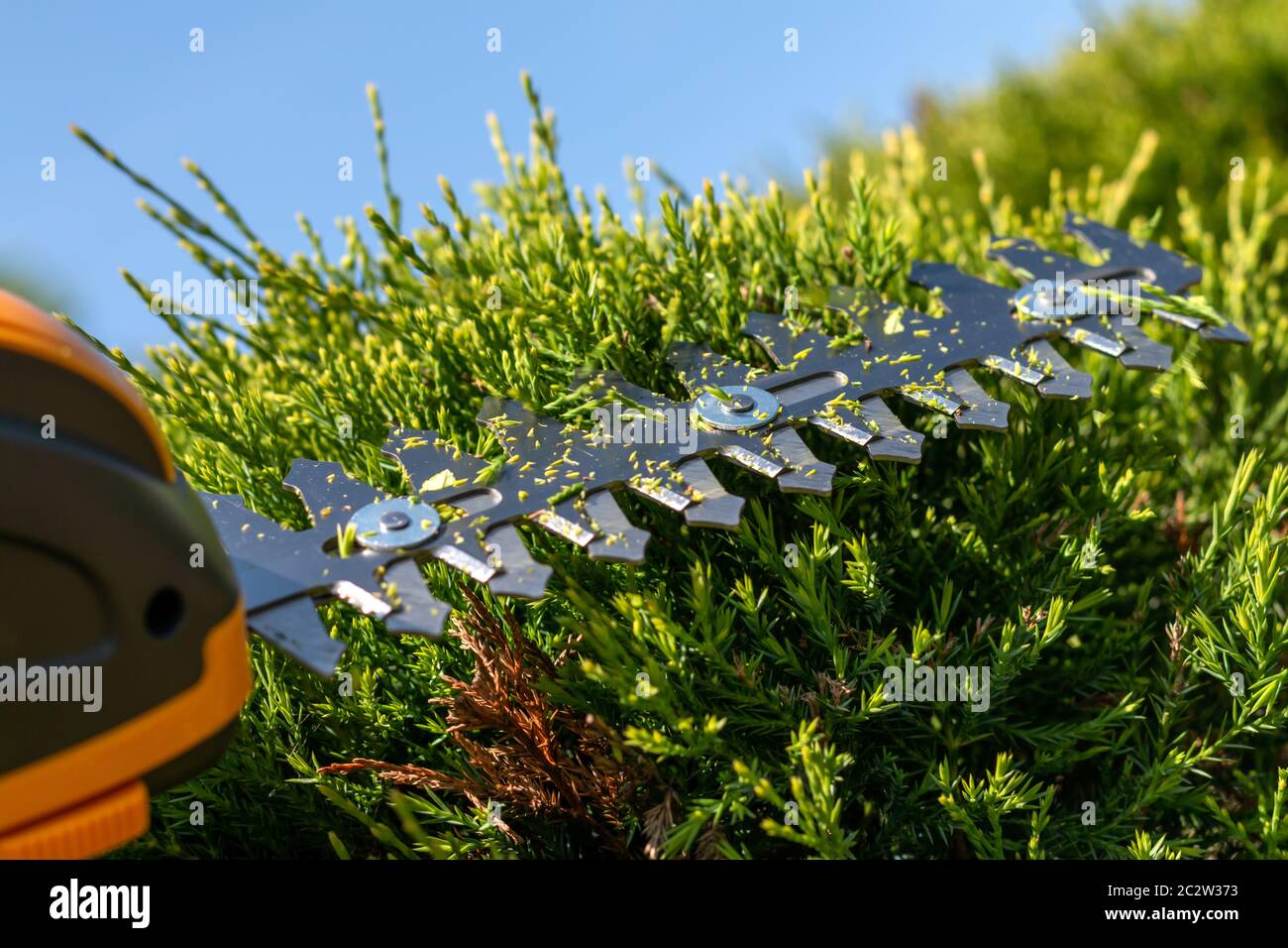 Eine kleine kabellose elektrische Heckenschere mit Harfenklingen, tragbare leichte Werkzeug schneiden Äste im Garten, Schneiden grüne Hecken und Büsche, arbeiten du Stockfoto