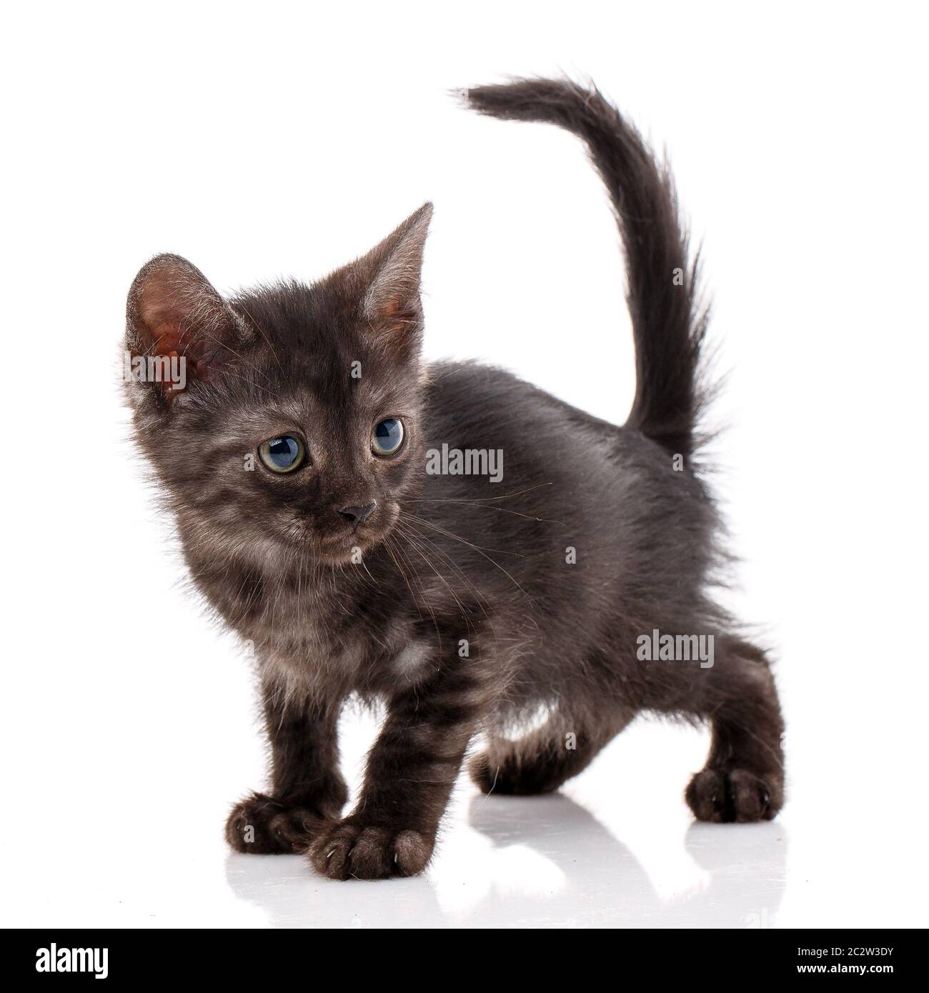 Kleine obdachlose Kätzchen auf weißem Hintergrund. Das Problem der obdachlosen Tiere. Katzen brauchen Hilfe. Stockfoto