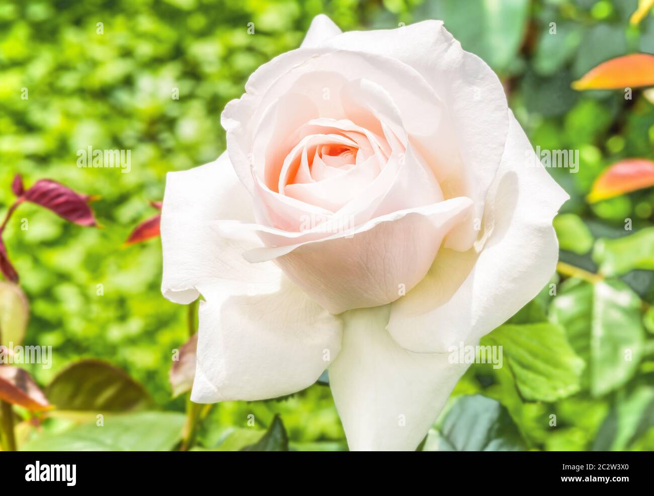 Rose Hybrid Tea Virginia - eine Rose mit doppelten Blüten, ordentlich  verdreht Blütenblätter zu einem klassischen Outlet. Die Blütenblätter im  Knospenstadium haben eine cremige Färbung Stockfotografie - Alamy