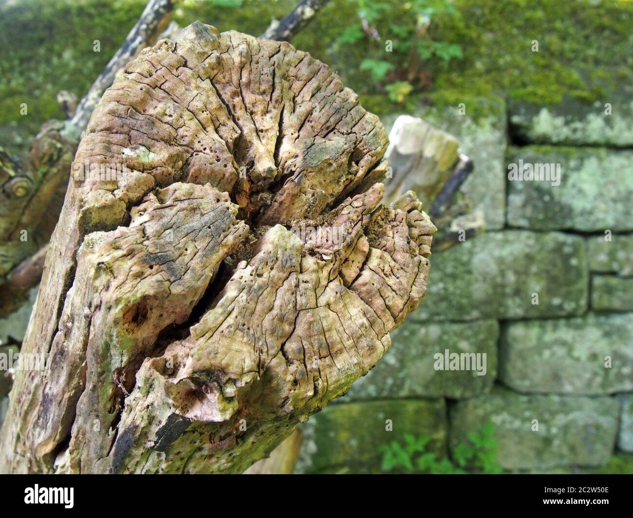 Erodierter rissiger Stumpf eines abgeschnittenen Baumes neben einer moosbedeckten Steinwand Stockfoto