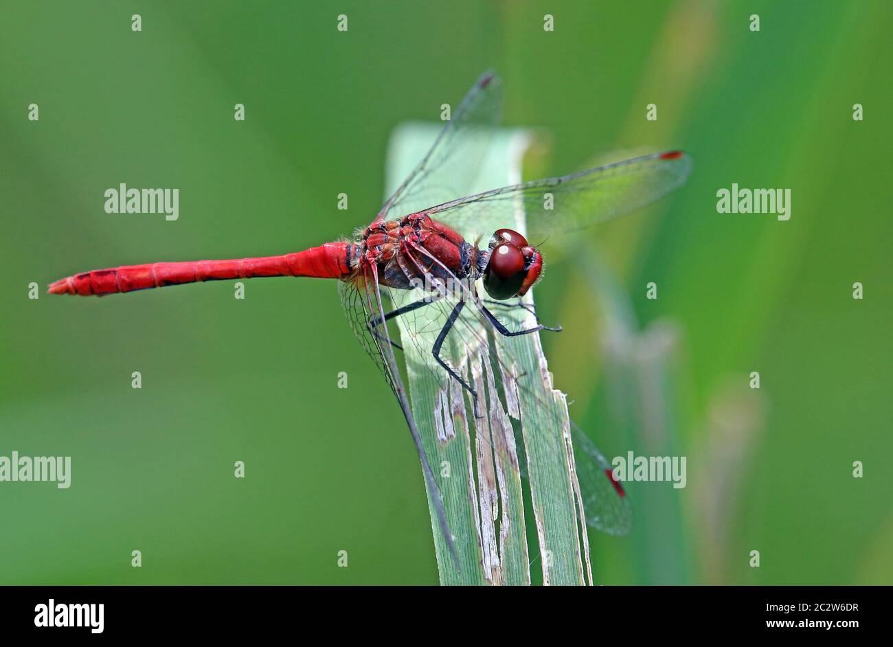 Blutrote Heidekraut-Fliege Sympetrum sanguineum Stockfoto