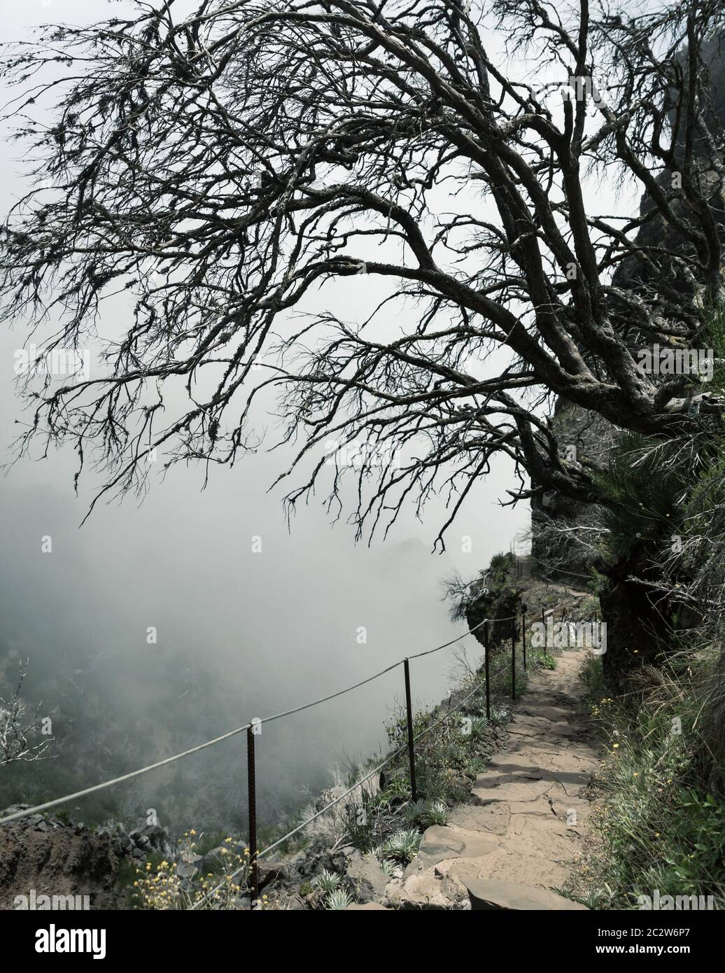 Obskure Berge mit toten Bäumen und Pfad, Portugal, Madeira Stockfoto