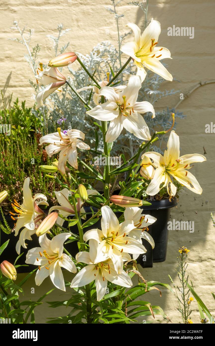 Lilium candidum (Madonna Lily Flowers), weiße Lilien in Blüte, UK Stockfoto