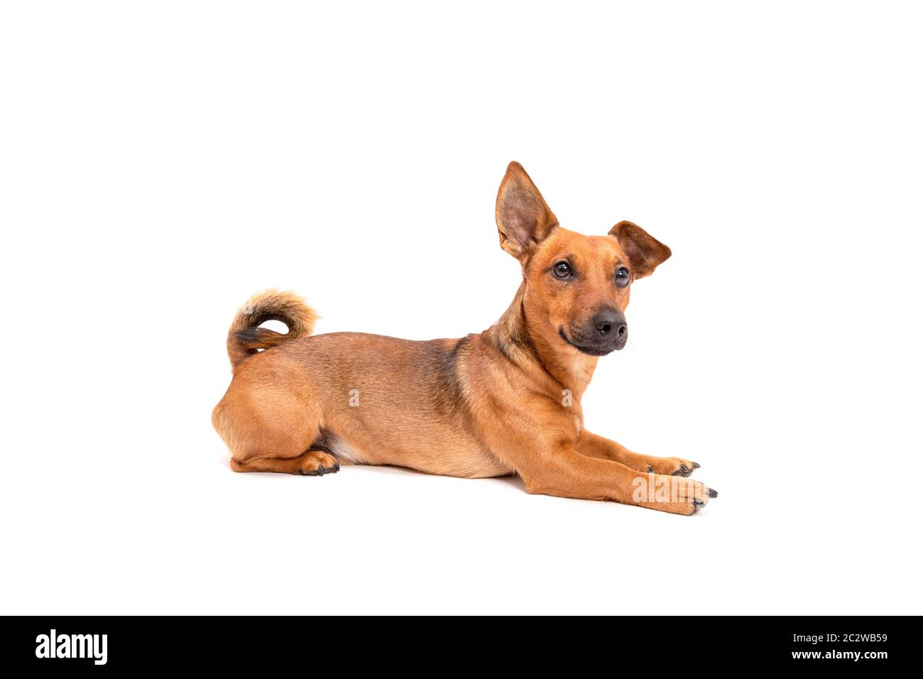 images Chihuahua Terrier Mix Full Grown https www alamy de kleiner brauner hund sitzt auf dem boden isoliert auf weissem hintergrund gemischte rasse von parson jack russell terrier chihuahua und ger image363204613 html