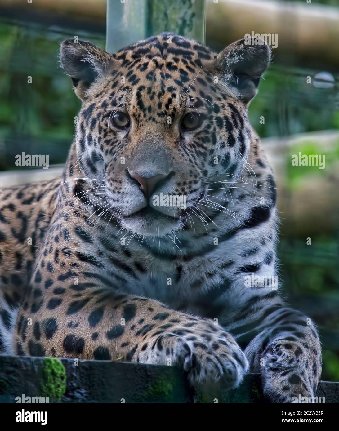 Nahaufnahme eines Jaguar. Stockfoto