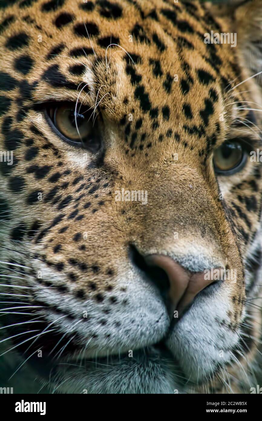 Nahaufnahme eines Jaguar Kopfes. Stockfoto