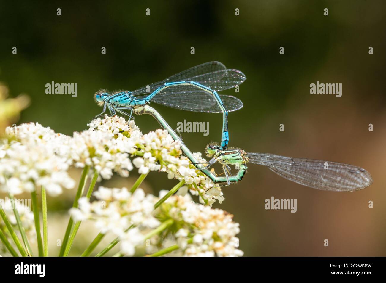Paar paarige Azurdamselfliegen (Coenagrion puella), UK Stockfoto