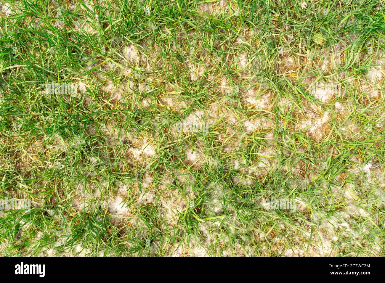 Pappelflaum auf jungen Gras. Grüne Grasstruktur. Stockfoto