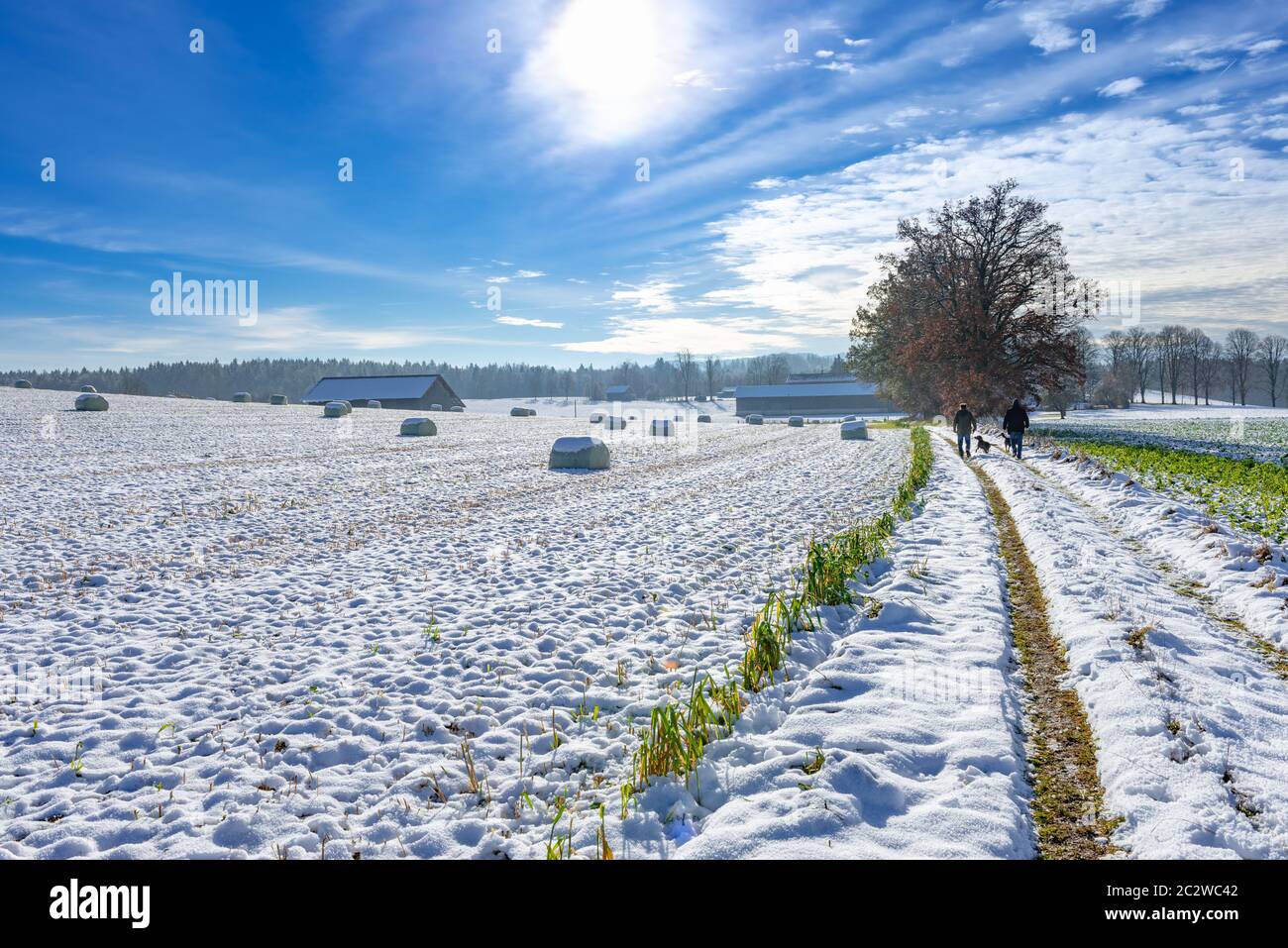 Wandern im Schnee mit Hunden Stockfoto