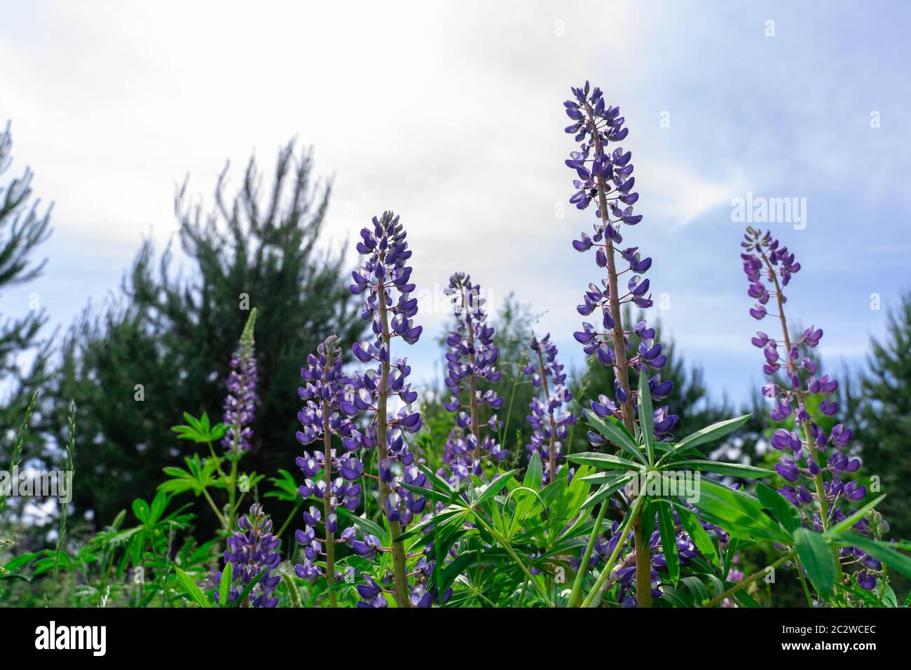Lupinenfeld gegen den Himmel. Blauer Hintergrund Stockfoto