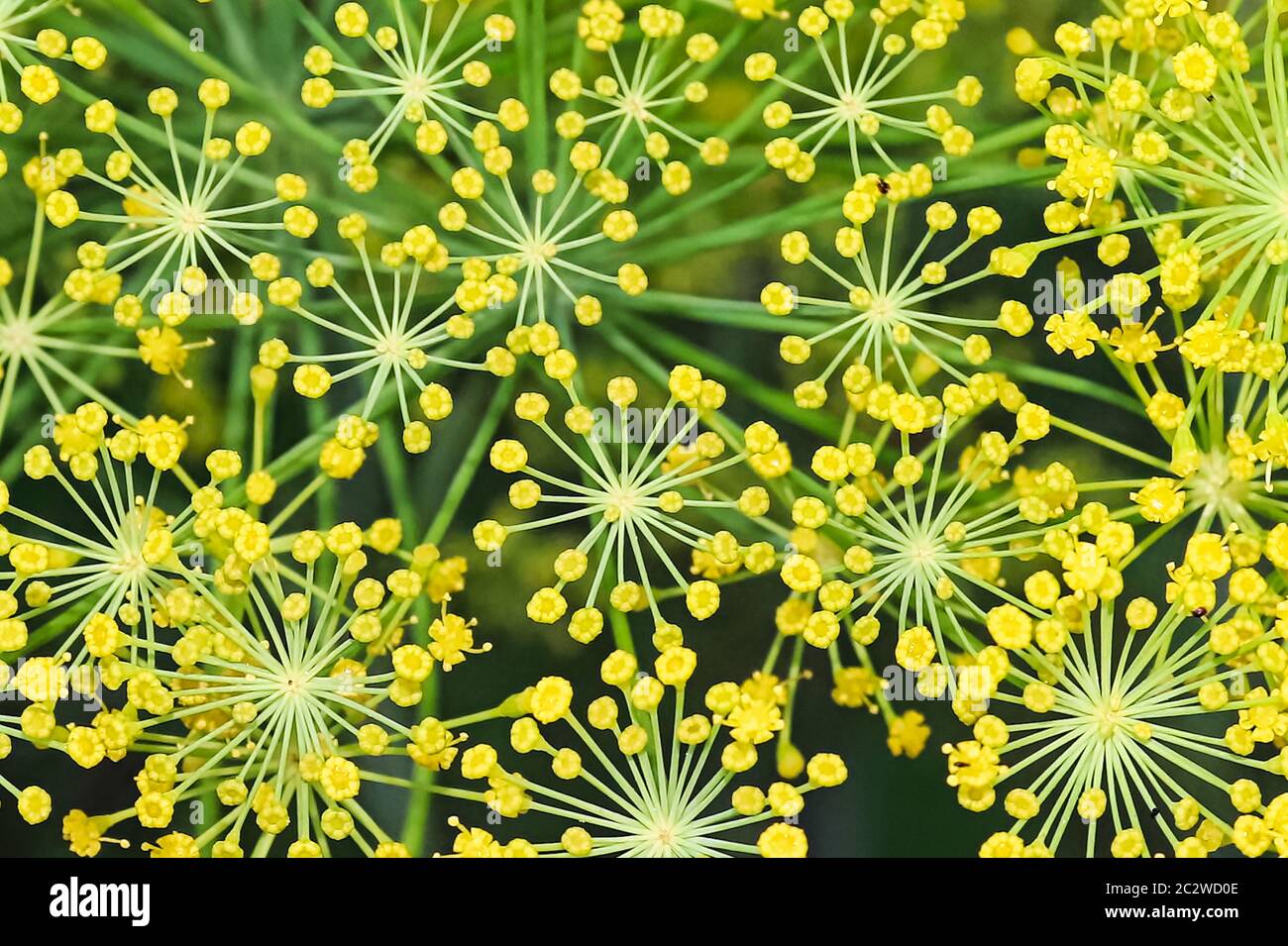 Offene Dill Unkraut Blumen aussehen wie Feuerwerk. Stockfoto