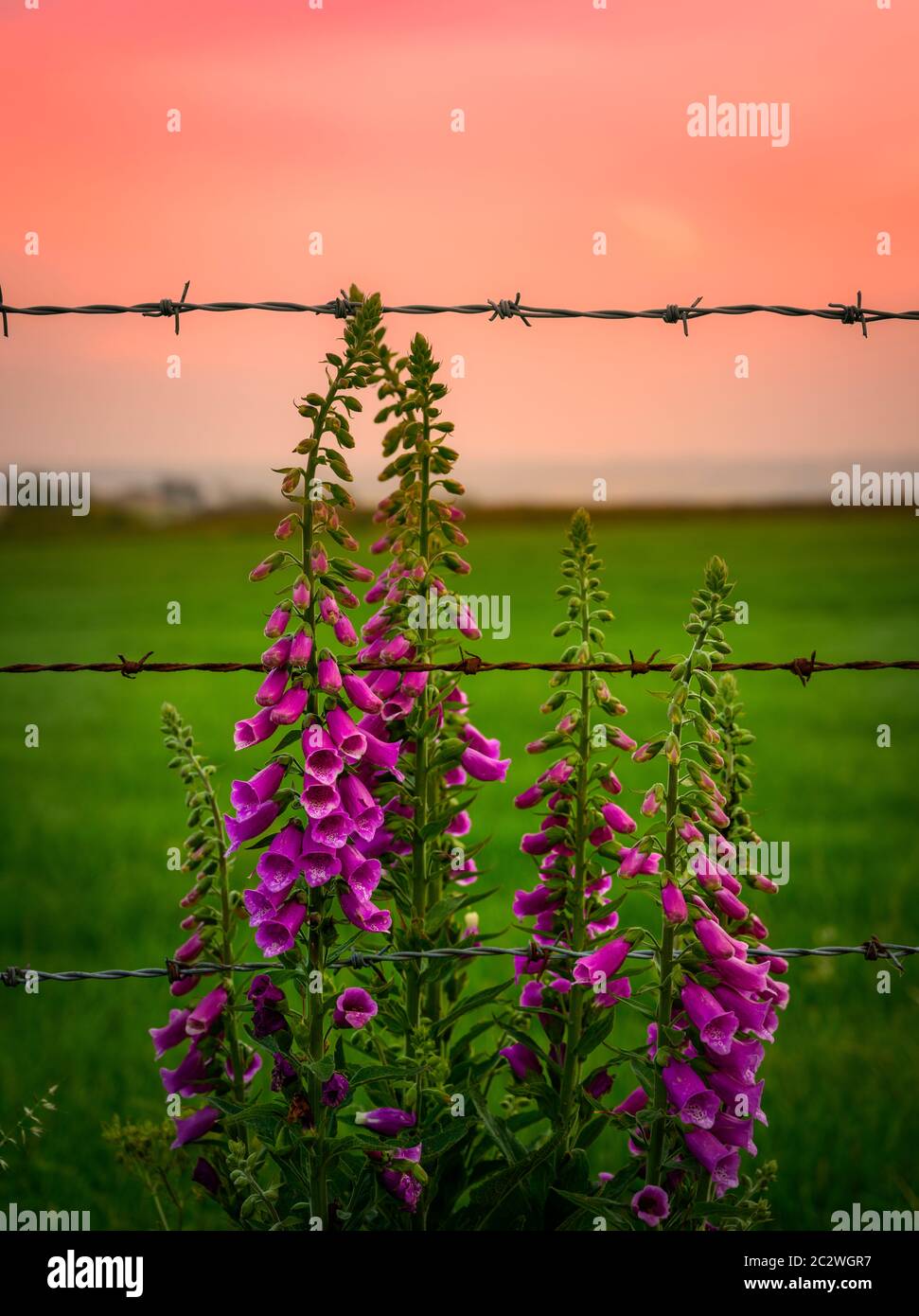 Fuchshandschuhe und Stacheldraht gegen einen Sonnenuntergang Stockfoto