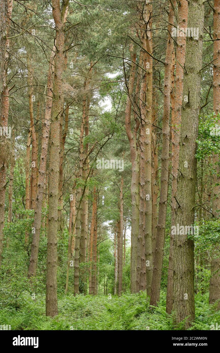 Forstplantage im Frühsommer Stockfoto