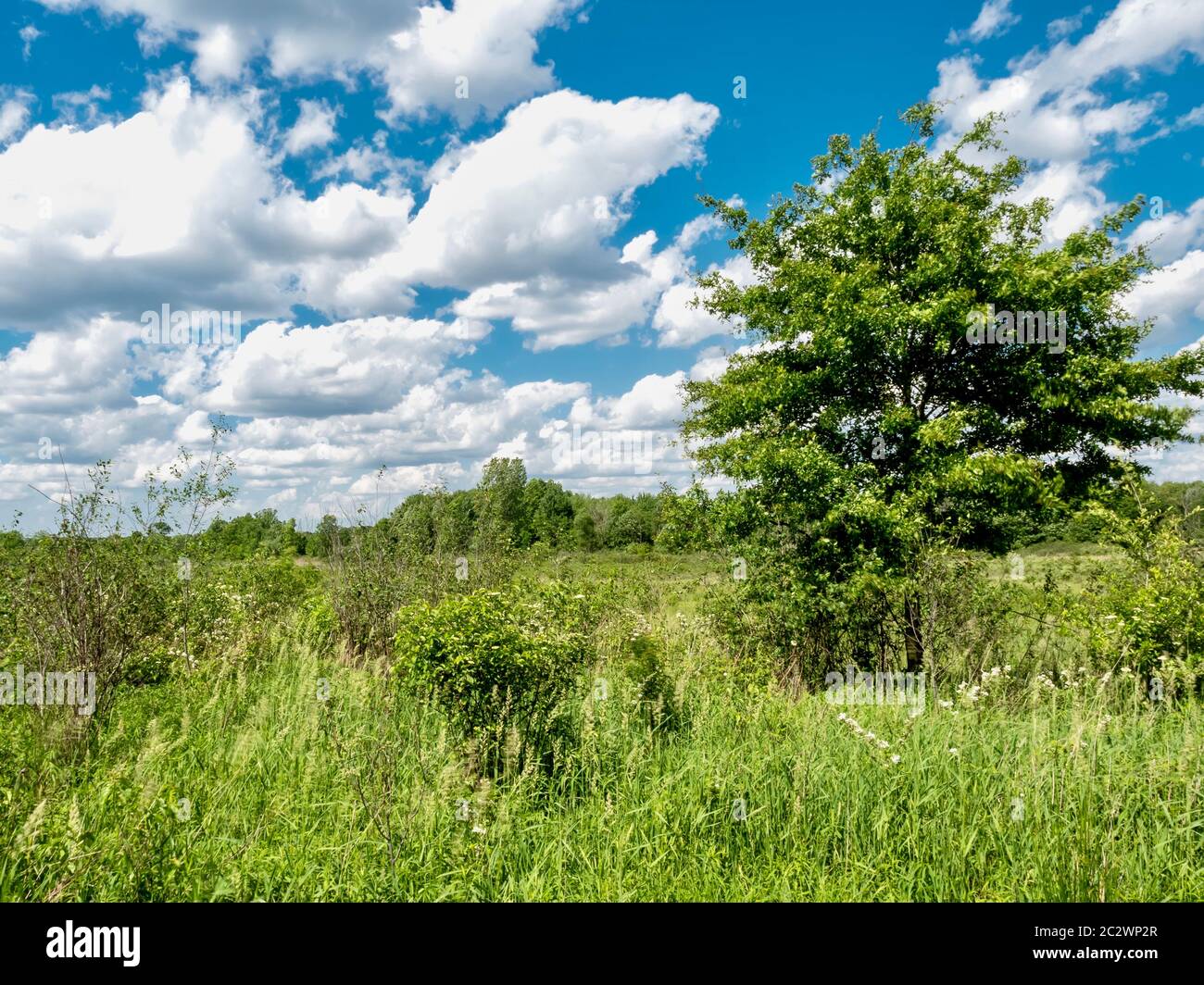 Landschaftsbild in den Mill Creek Wetlands in Ost-Ohio mit Feldern von grünem Gras, Bäumen und einem strahlend blau weißen Wolken gefüllt Himmel aufgenommen! Stockfoto