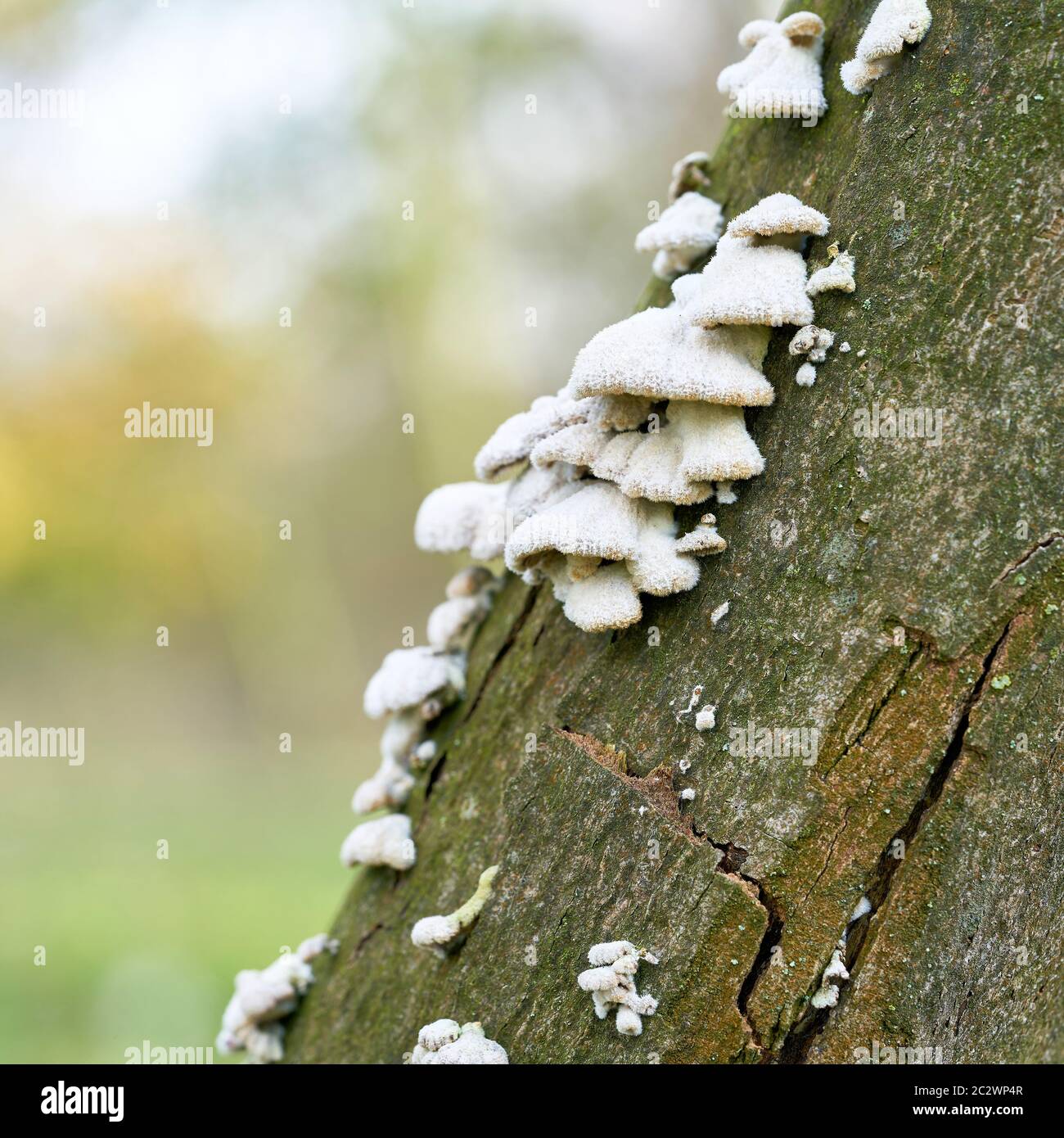 Split gill Pilz (Schizophyllum commune) auf einem toten Baum im Wald Stockfoto