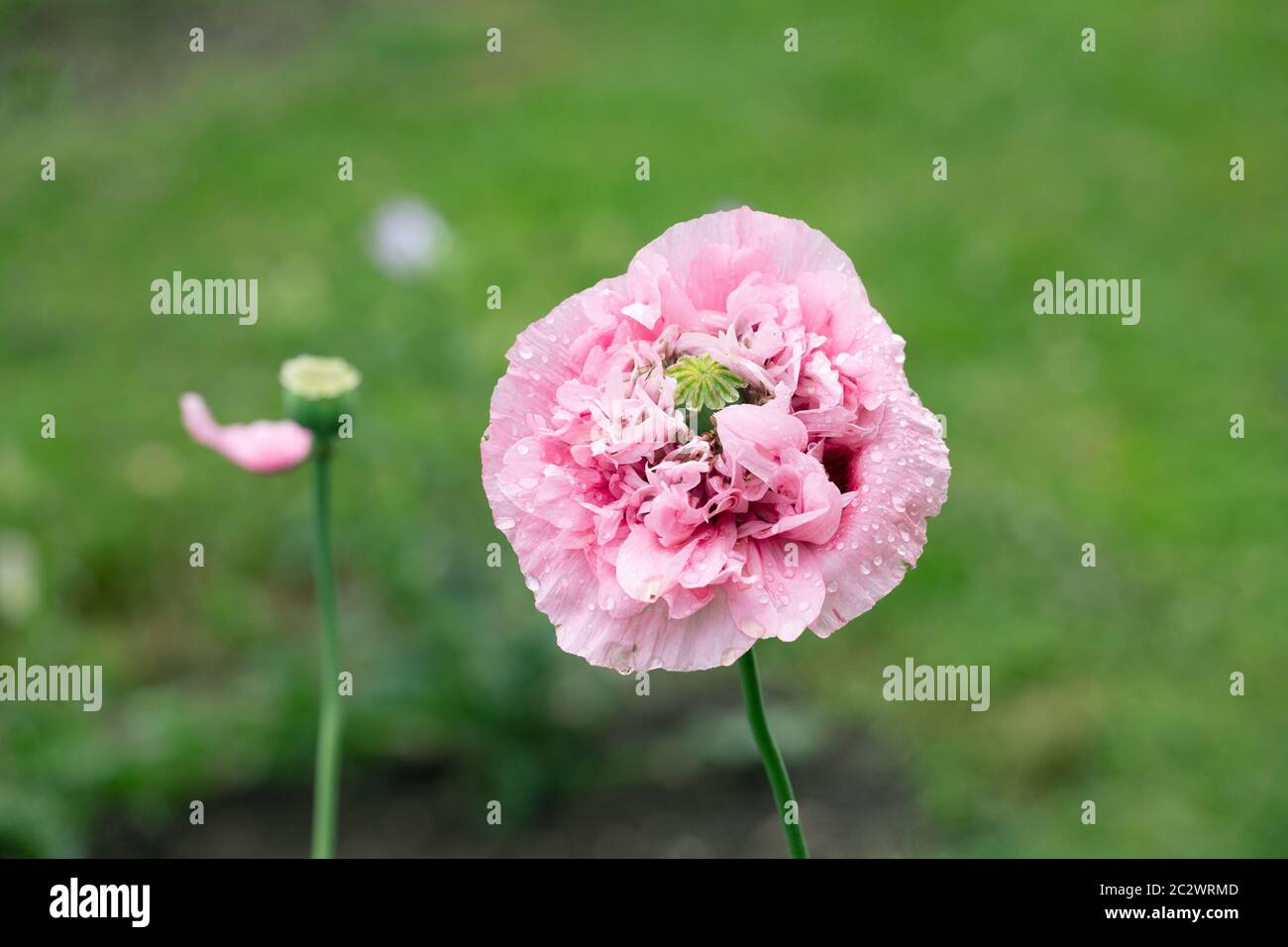 Rosa Mohnblume von 'Pink Peony' Brotsamen im Garten. Schöner Blütenkopf in voller Blüte, Nahaufnahme. Stockfoto