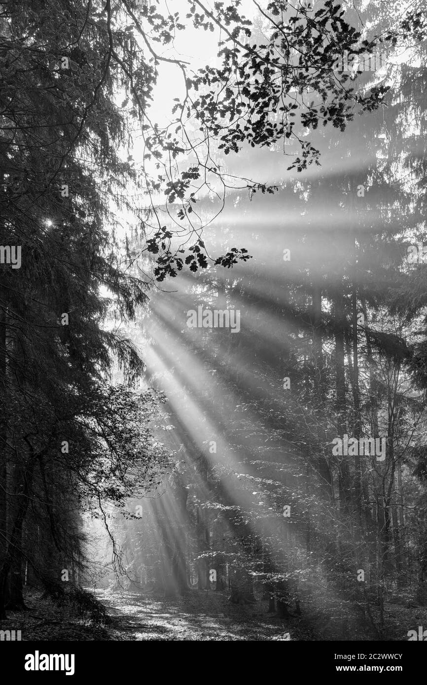 Schwarz-weiße Gottesstrahlen - Sonnenstrahlen im Wald am frühen Morgen Stockfoto