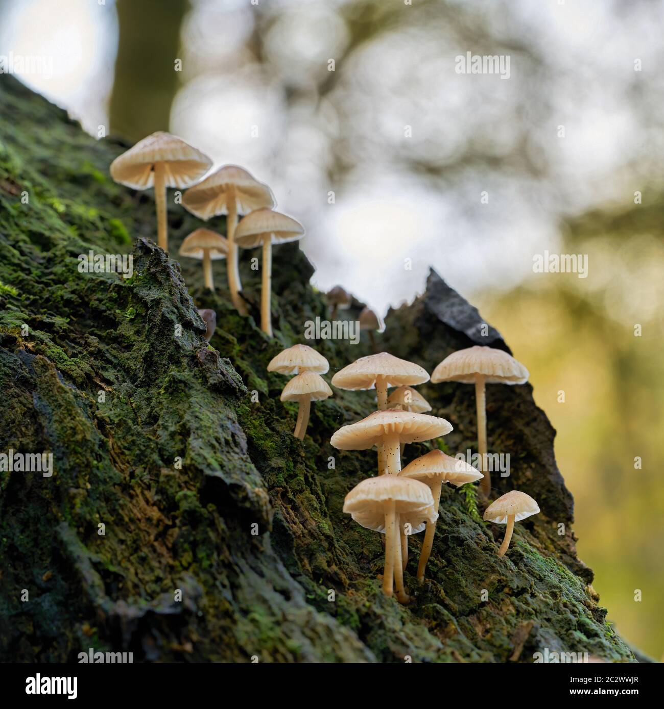 Gemeinsame Motorhaube (Mycena galericulata) auf einem toten Baum im Wald Stockfoto