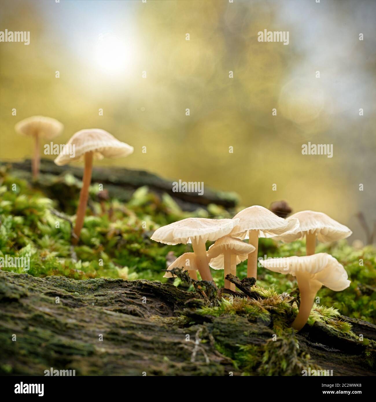 Gemeinsame Motorhaube (Mycena galericulata) auf einem toten Baum im Wald Stockfoto