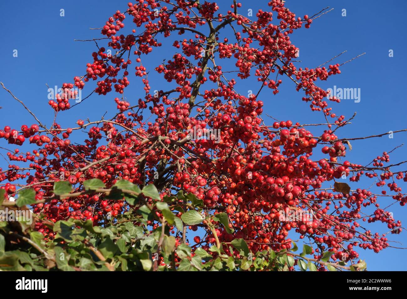 Malus x speciosus, Crabapple Stockfoto