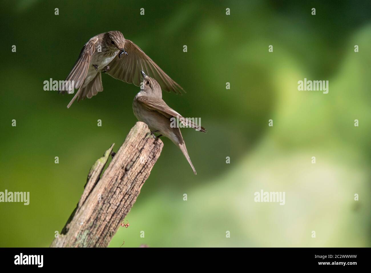 VOGEL. Gefleckte Fliegenfänger, im Flug, Paar, Wales, Großbritannien Stockfoto