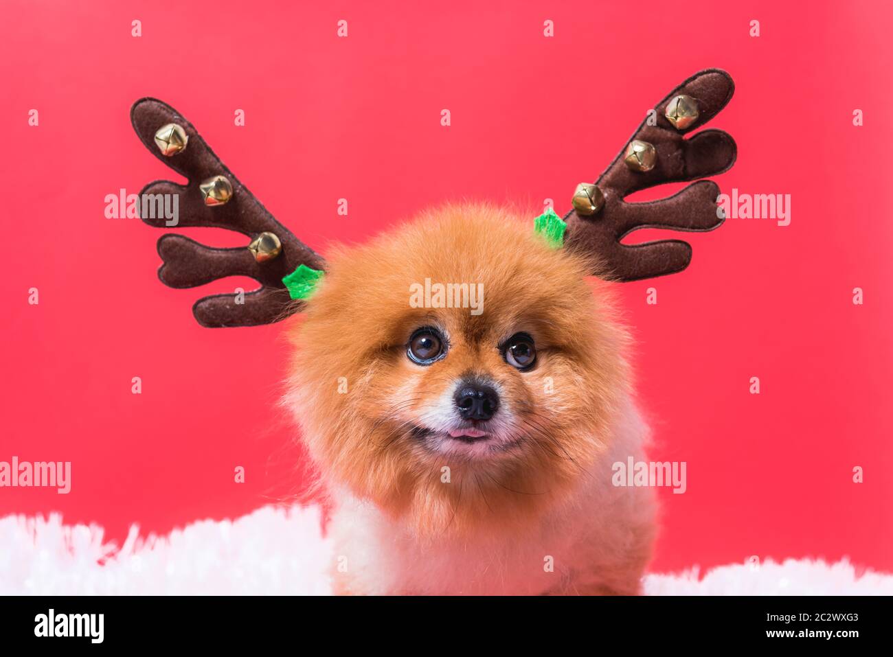 Detailansicht Chihuahua Hund lustig Portrait in Rentier, Weihnachten reh Kostüm auf rotem Hintergrund Stockfoto