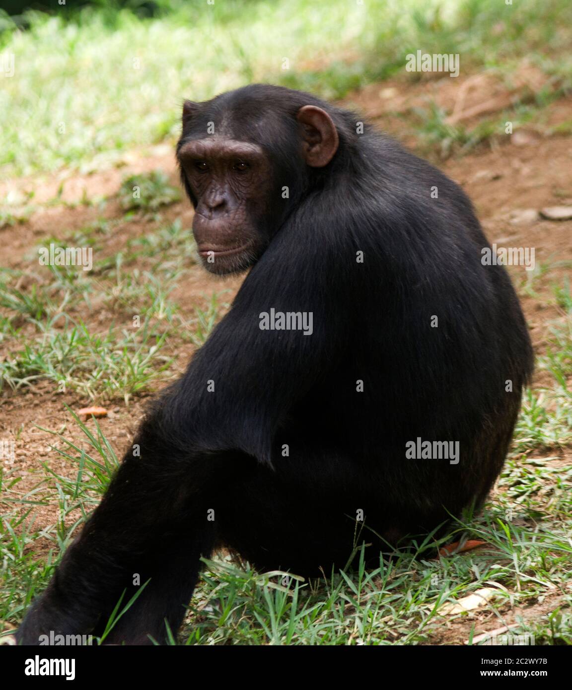 Eine junge Schimpanse ruht im Schatten eines großen Waldbaumes, den ihre Truppe mittags von der Nahrungssuche ablegt. Stockfoto